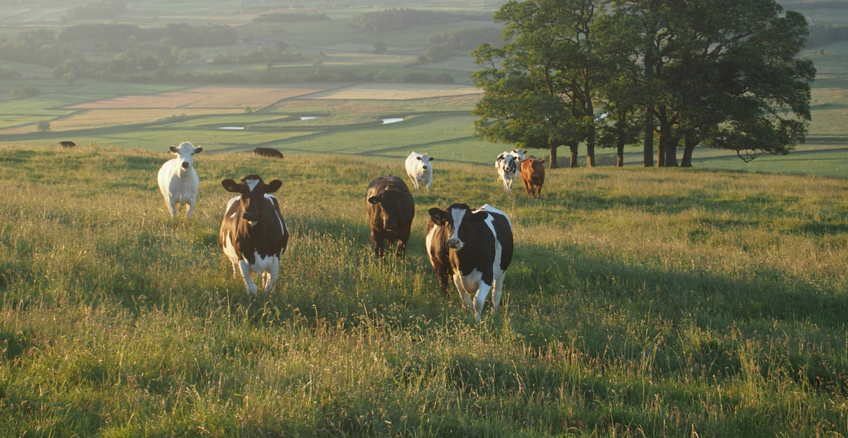 Cows on pasture